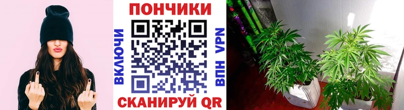 Купить где  Закаменск  Конопля VHQ 